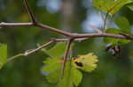 Parsley hawthorn